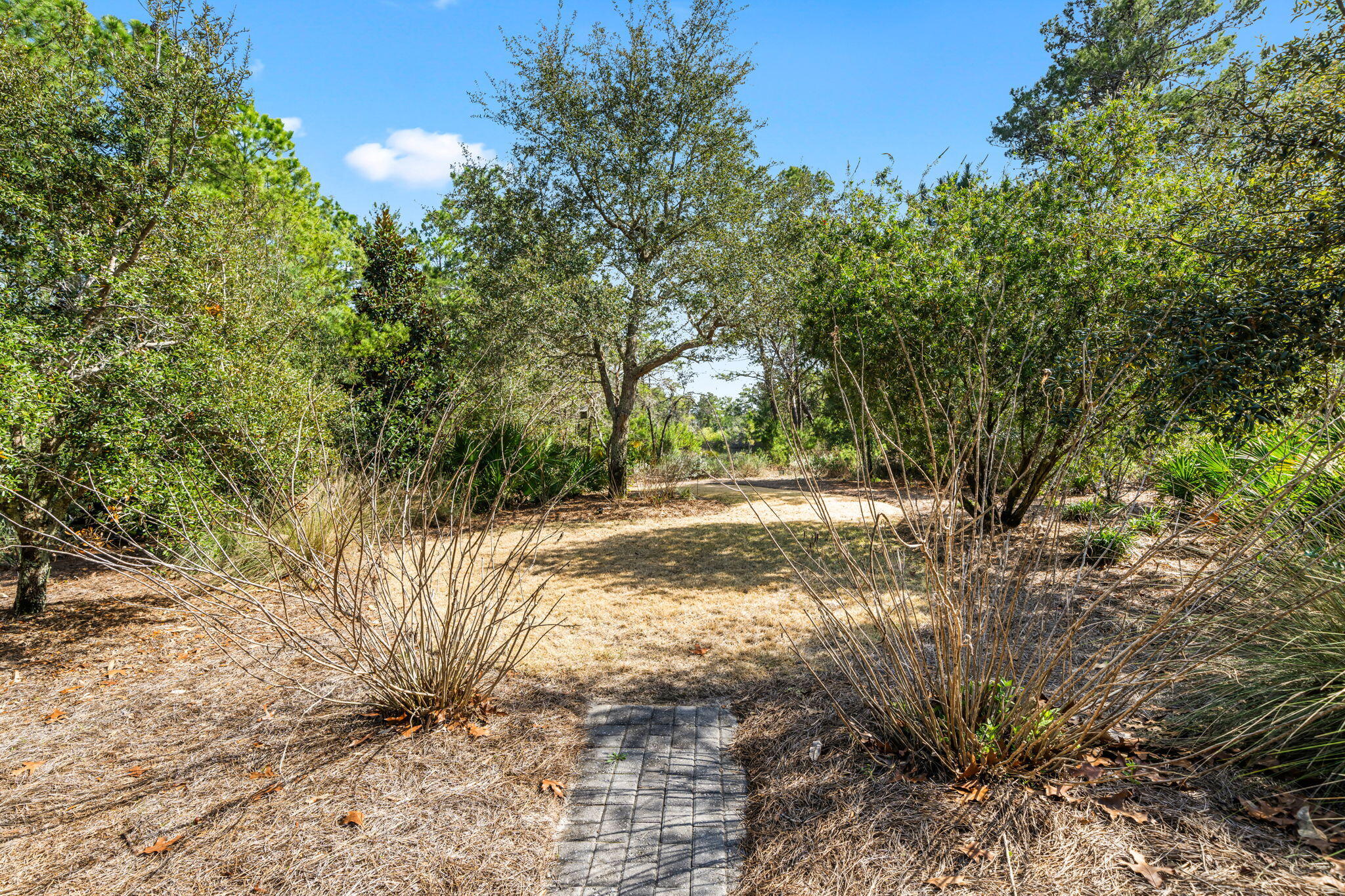 237 Splash Drive Inlet Beach, FL 32461 - Photo 41 of 50 a view of yard covered with trees