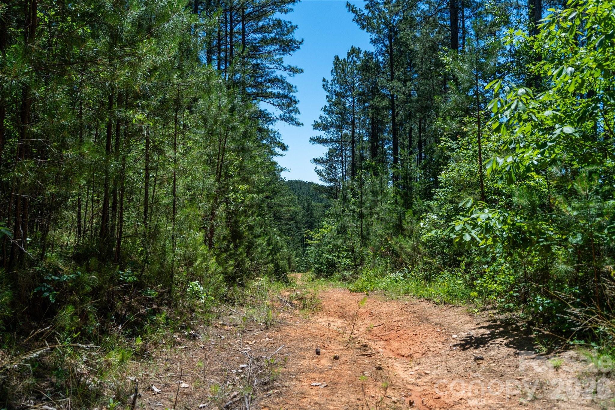 99999 Thompson Lake Road Rutherfordton, NC 28139 - Photo 15 of 24