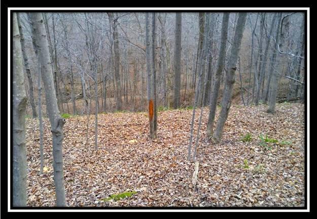 0 Sand Ridge Road Guysville, OH 45735 - Photo 5 of 10