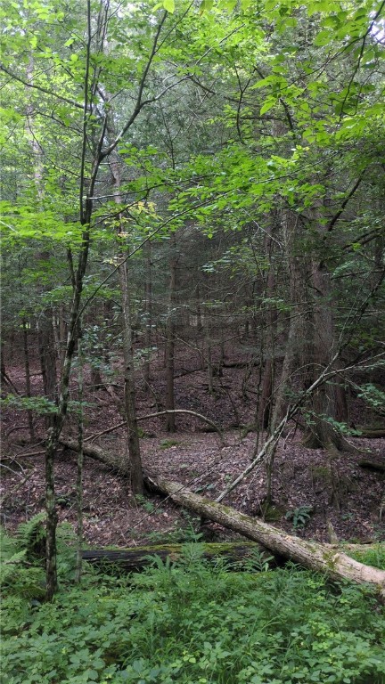 0 Shute Road Dansville, NY 14437 - Photo 14 of 16