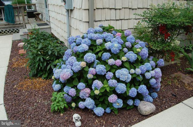 1612 Deep Point Road Woolford, MD 21677 - Photo 28 of 30 a bunch of flowers and fruits