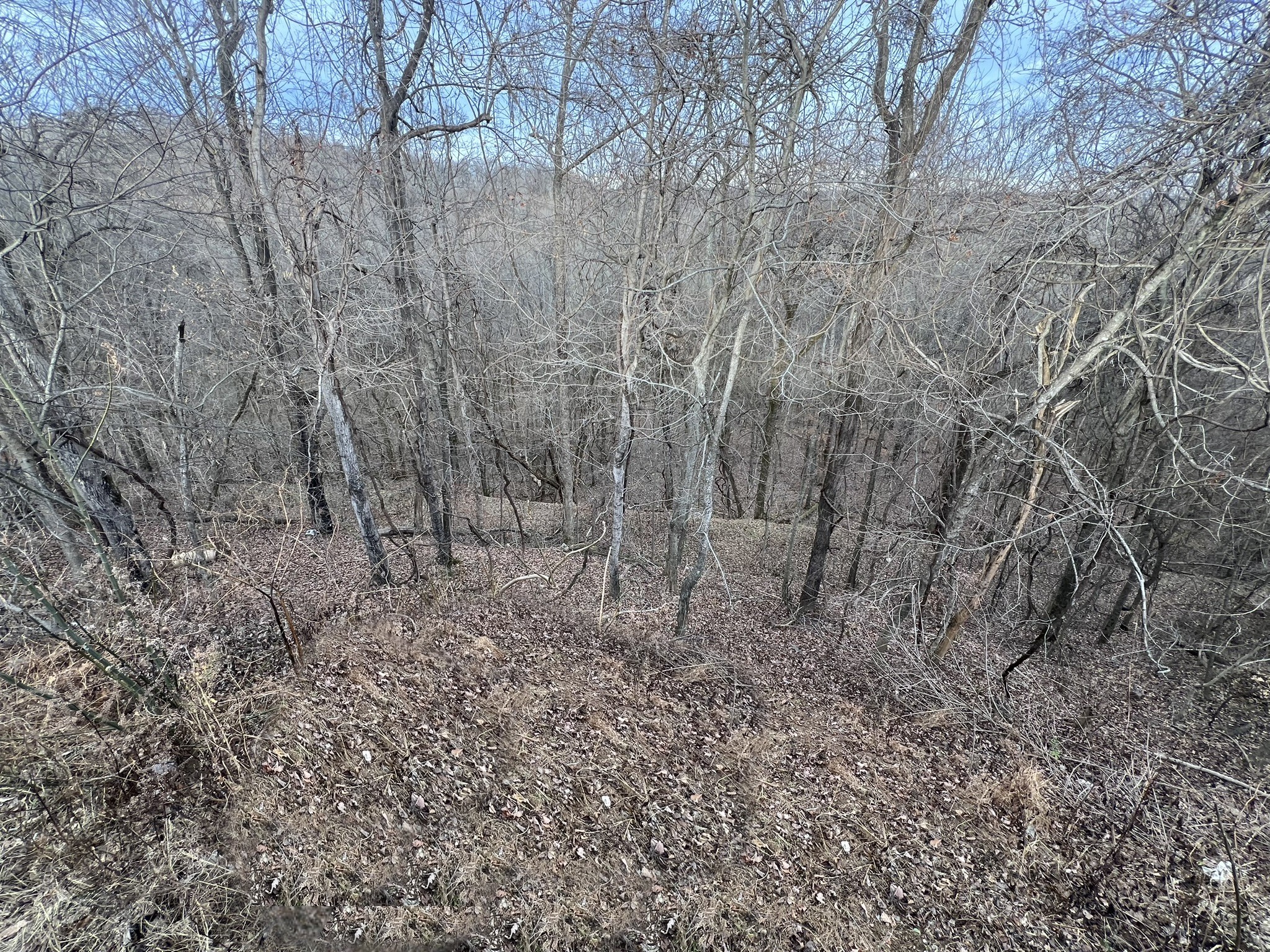 1902 B Dodson Road Columbia, TN 38401 - Photo 18 of 24 a view of a dry yard with trees in the background