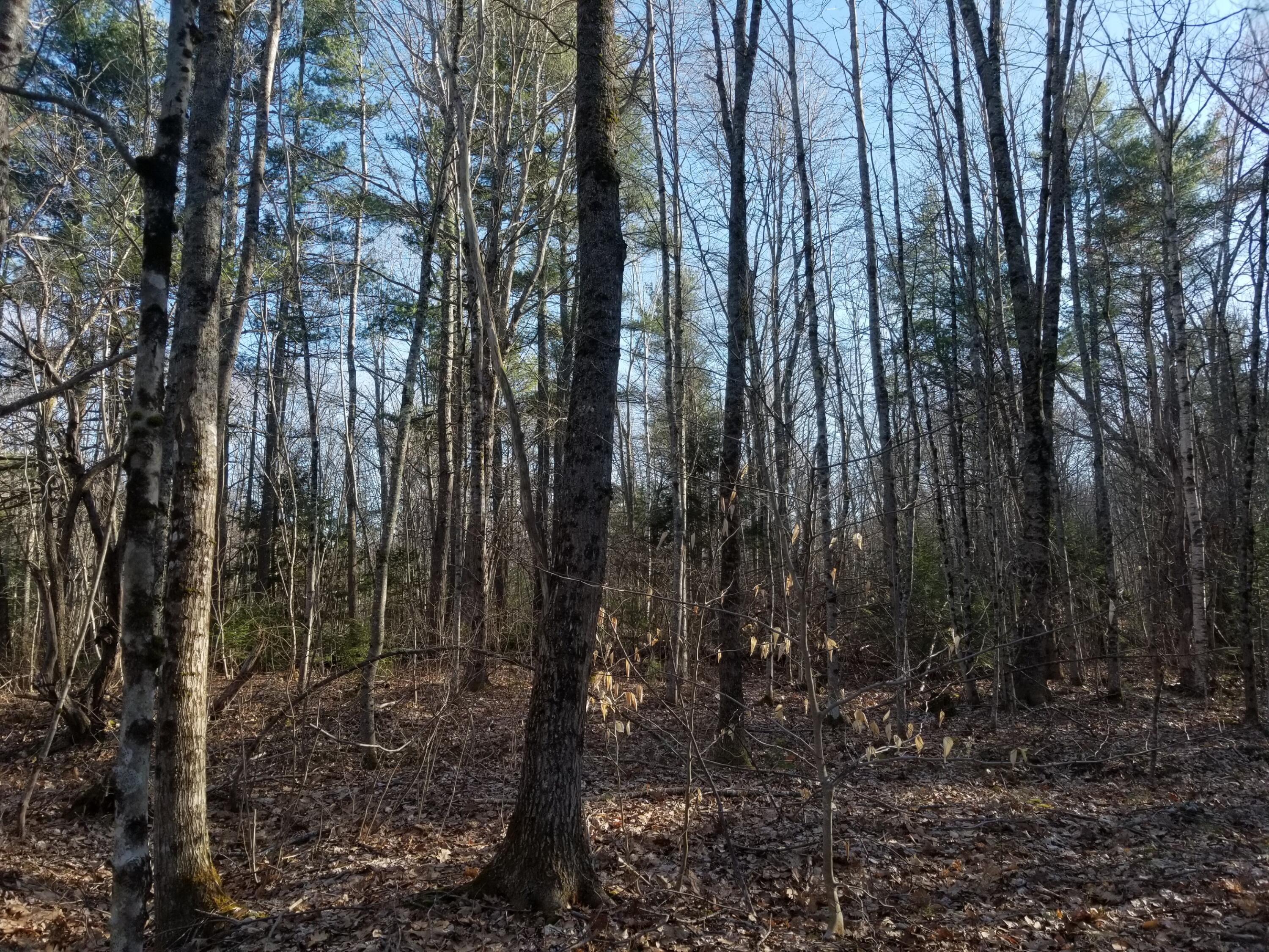 0 Gray Corner Road Woolwich, ME 04579 - Photo 15 of 21 20220420_171709