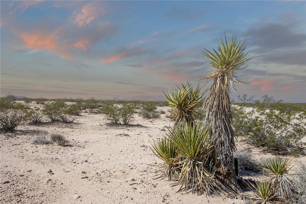 0 Brants Cross Road Joshua Tree, CA 92252 - Photo 6 of 7 a view of a palm tree next to a yard