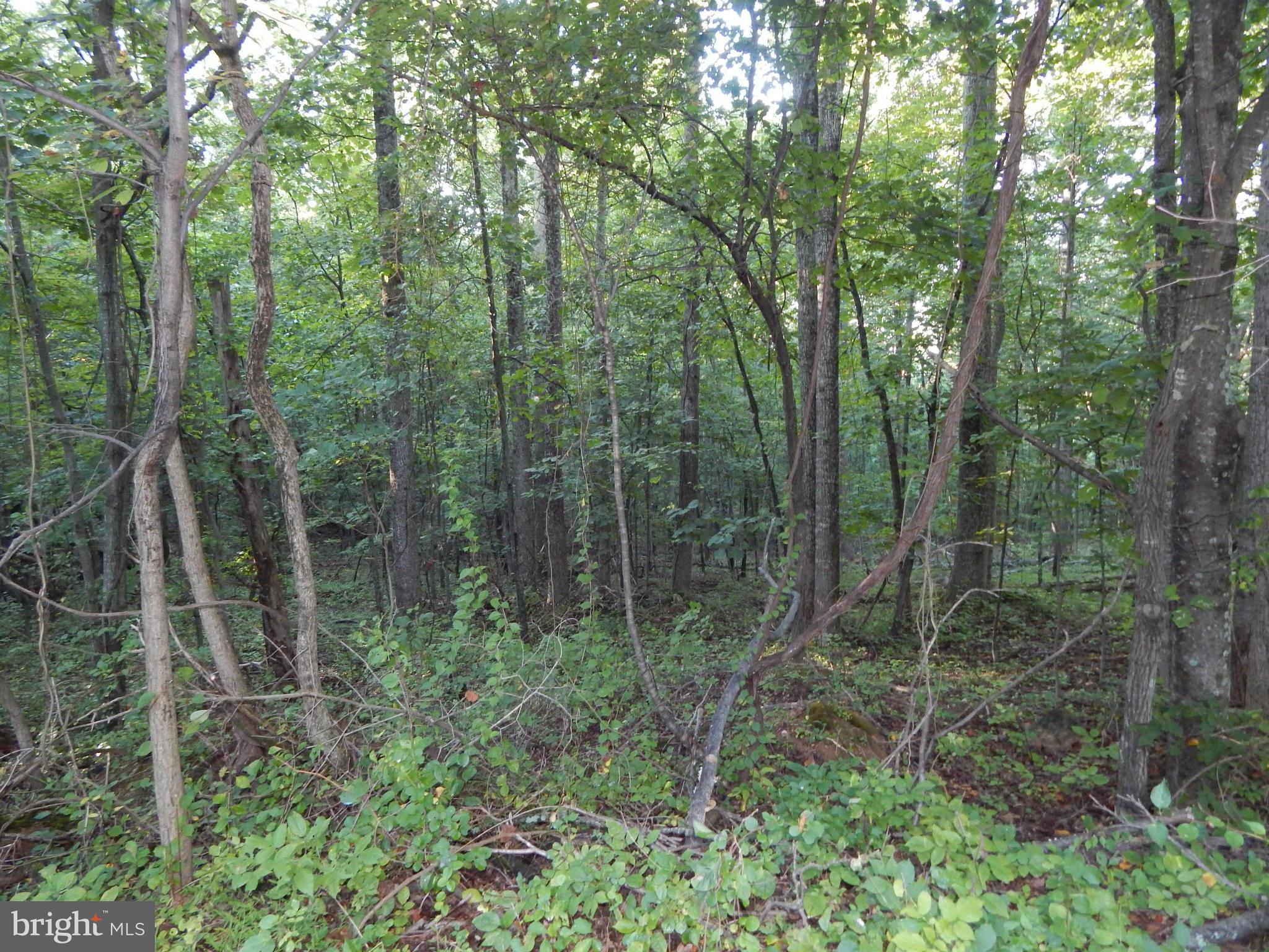 Wooded Lot
