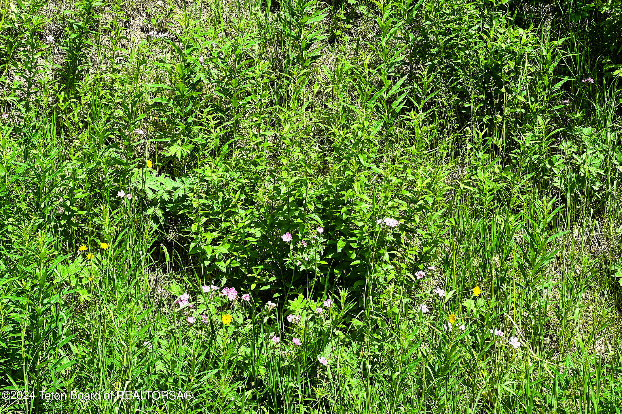 6620 Lupine Trail Wilson, WY 83014 - Photo 9 of 11 6620 Lupine Trail