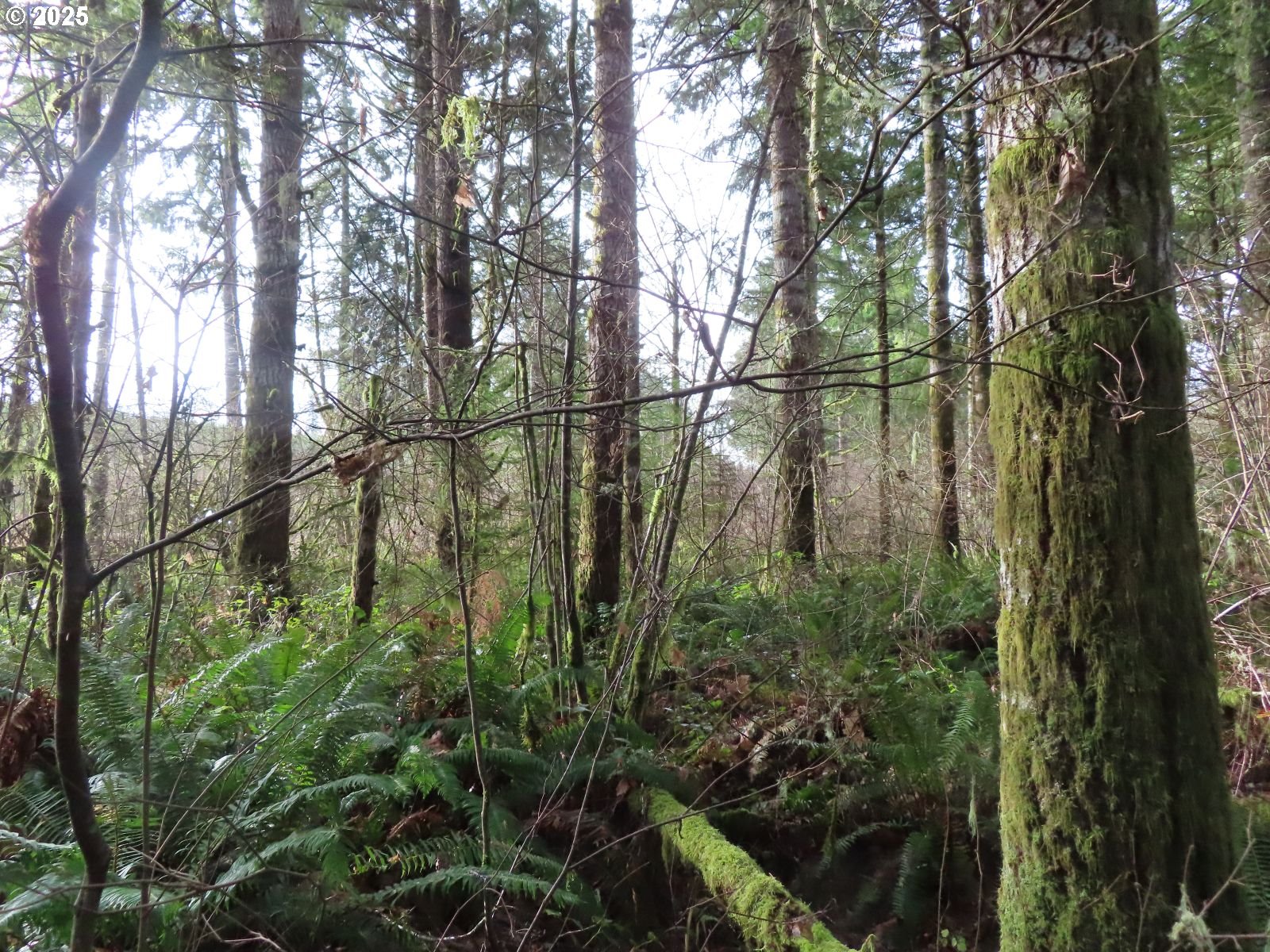 3898 SR 6 Chehalis, WA 98532 - Photo 11 of 22