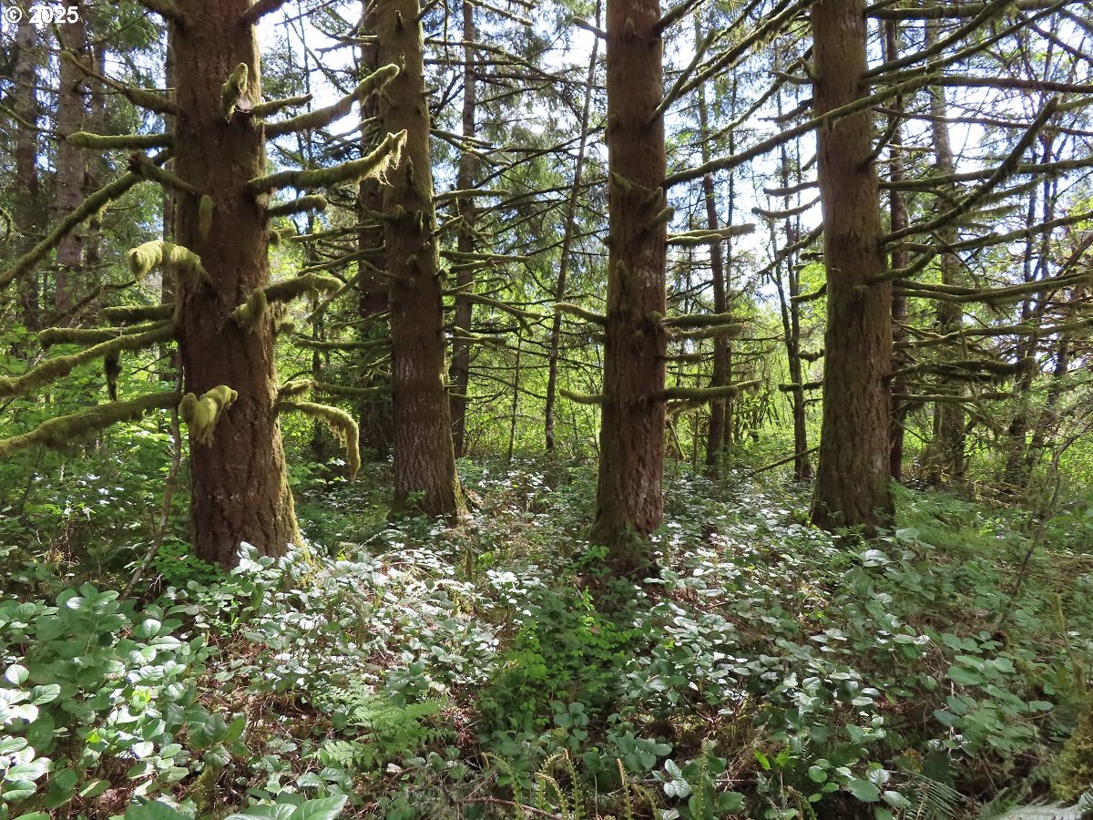 3898 SR 6 Chehalis, WA 98532 - Photo 17 of 22