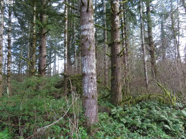 a view of a forest with trees