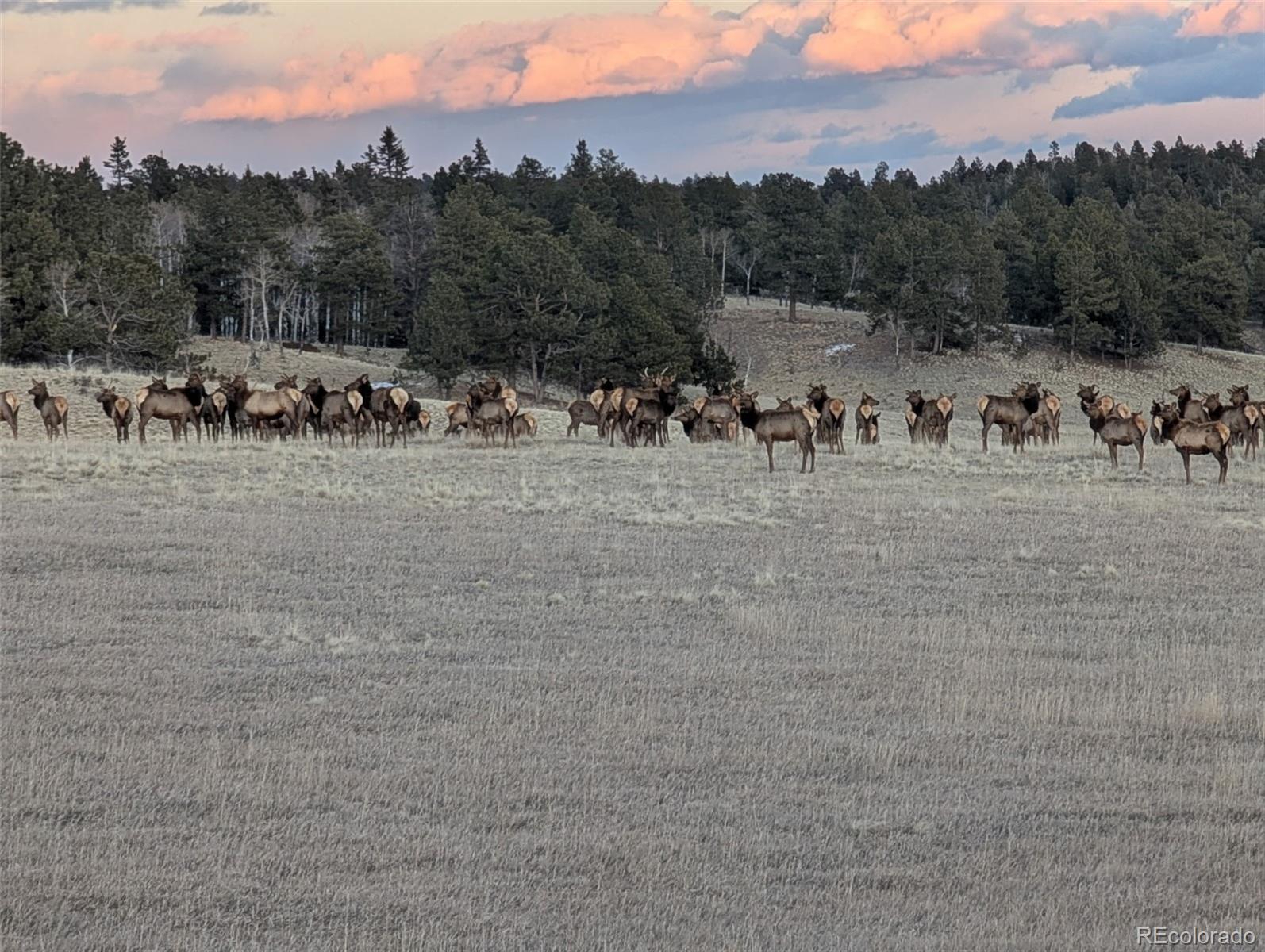 284 County Road 511 Divide, CO 80814 - Photo 5 of 50