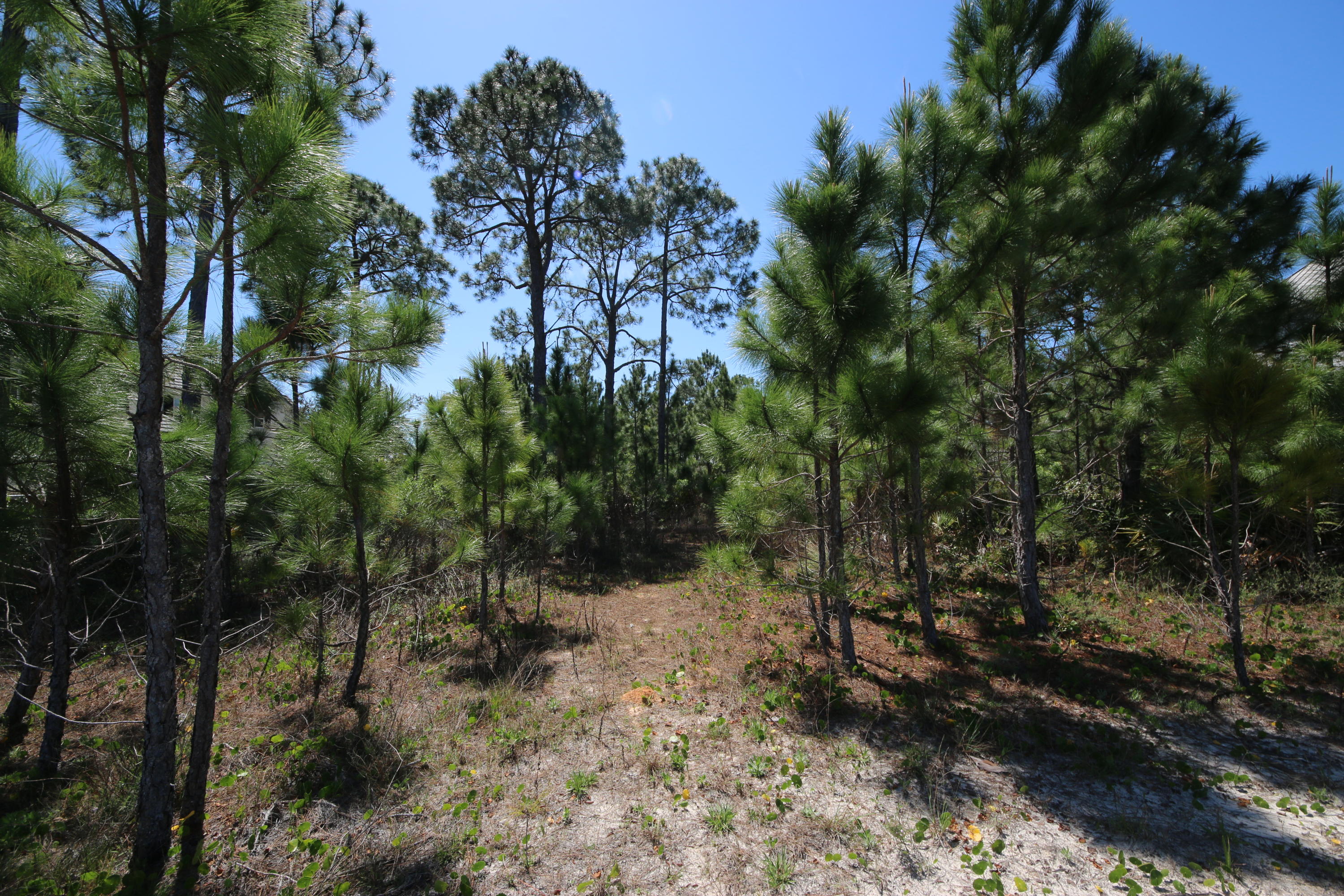 Lot 11 Driftwood Point Road Santa Rosa Beach, FL 32459 - Photo 12 of 21 Gallery Image 12