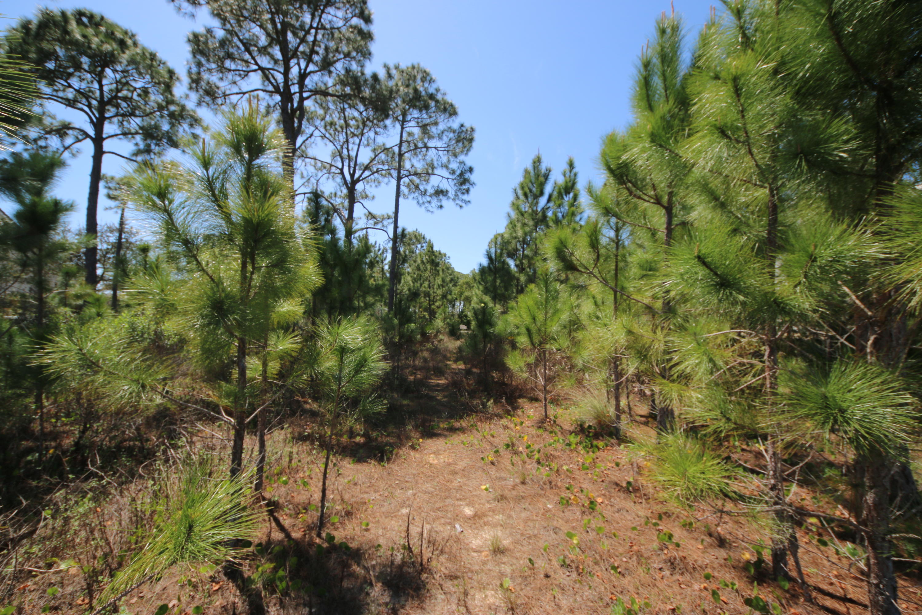 Lot 11 Driftwood Point Road Santa Rosa Beach, FL 32459 - Photo 13 of 21 Gallery Image 13