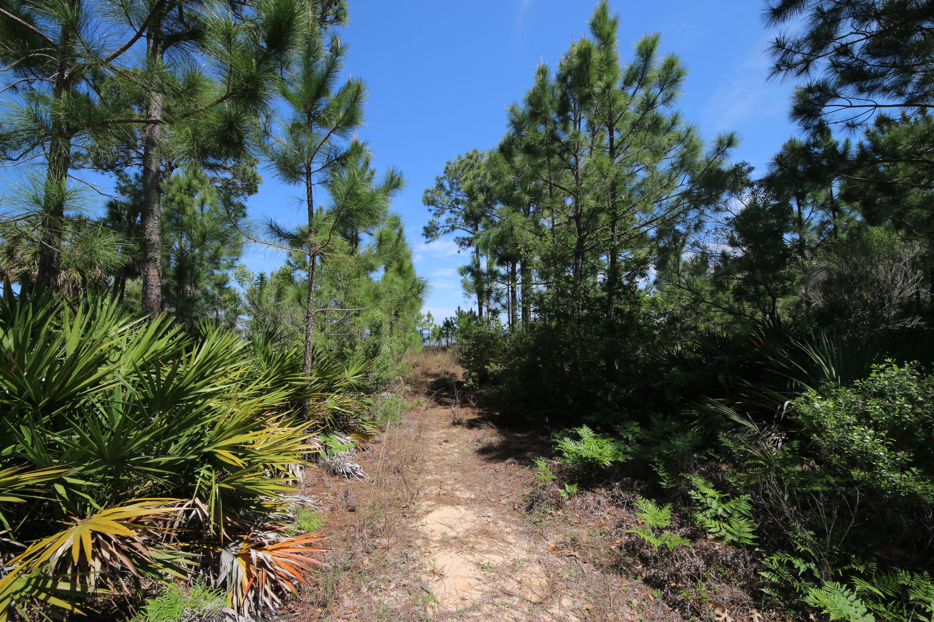 Lot 11 Driftwood Point Road Santa Rosa Beach, FL 32459 - Photo 20 of 21 Gallery Image 20