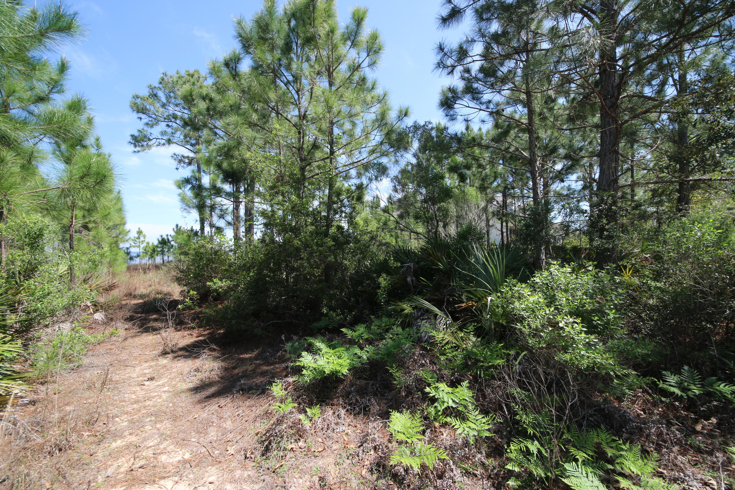 Lot 11 Driftwood Point Road Santa Rosa Beach, FL 32459 - Photo 8 of 21 Gallery Image 8