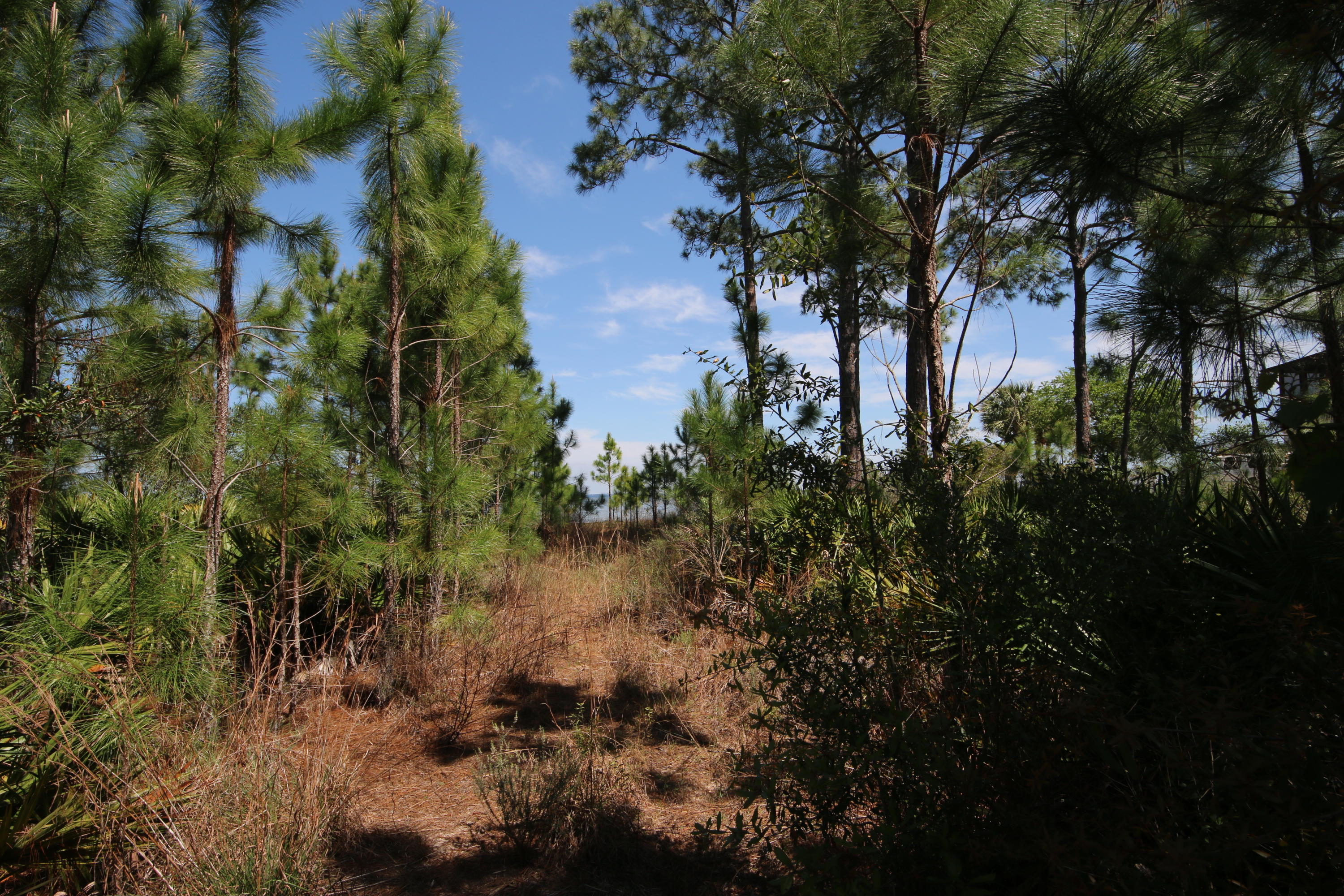 Lot 11 Driftwood Point Road Santa Rosa Beach, FL 32459 - Photo 10 of 21 Gallery Image 10