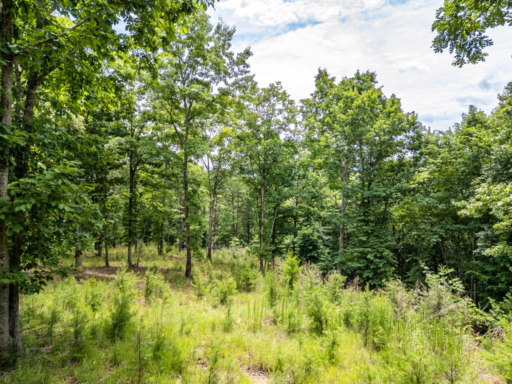 1 Stormy Ridge Brasstown, NC 28902 - Photo 7 of 20