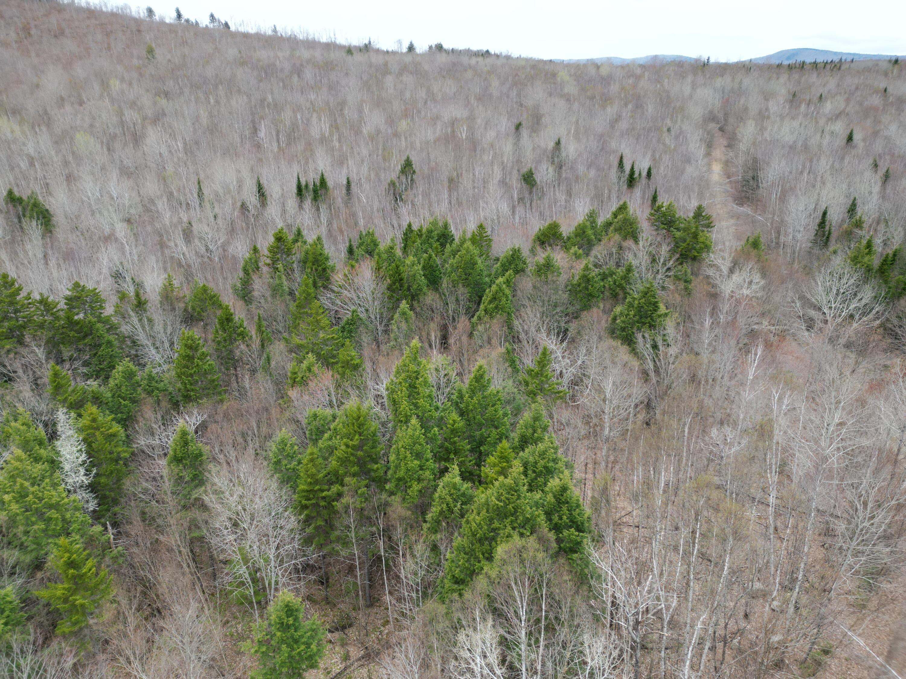 Lot 45 Scraggly Lake Road Carroll Plt, ME 04487 - Photo 9 of 12 DJI_0021