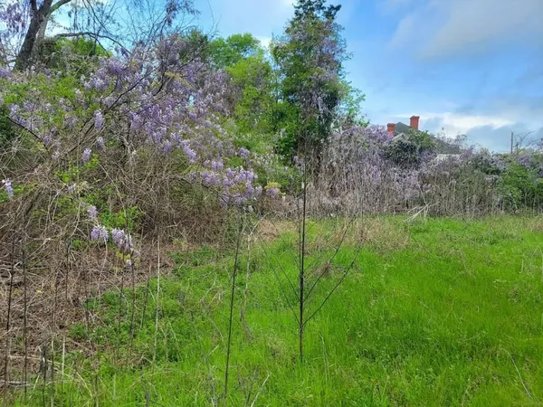 a view of a lush green outdoor space with a tree