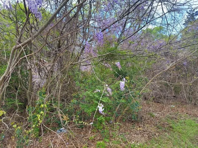 a backyard of a house with lots of green space and a forest