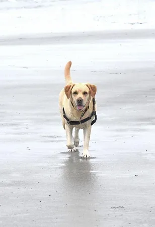 $699,000 | 20 Fenderson Road, Saco, ME 04072