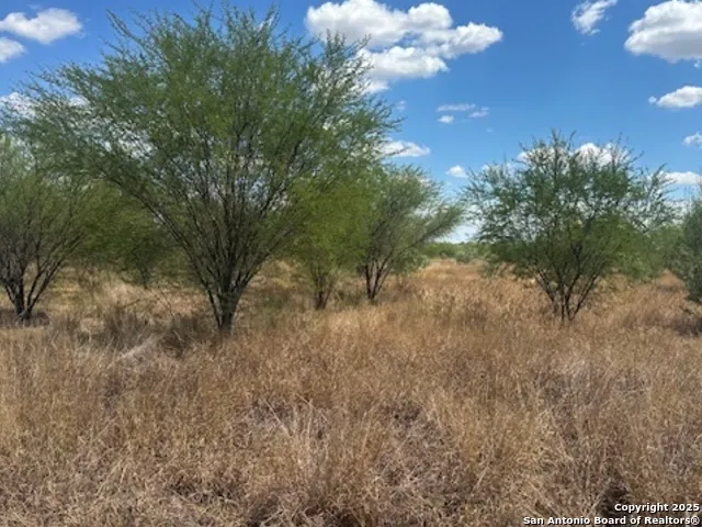 a view of a tree in a yard