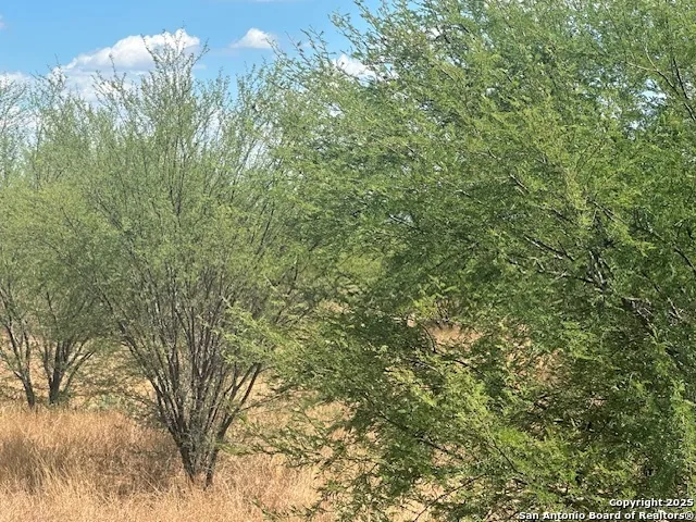 a view of a yard with a tree