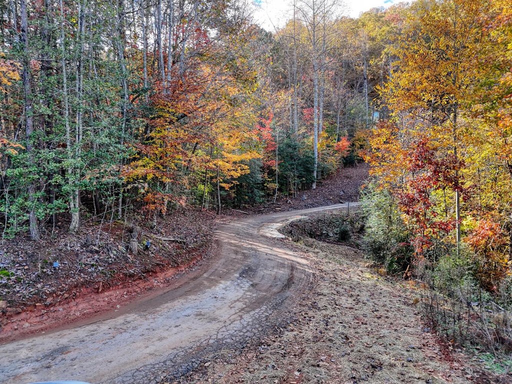 56 Bob Penland Road Hayesville, NC 28904 - Photo 3 of 14 a view of a forest filled with trees