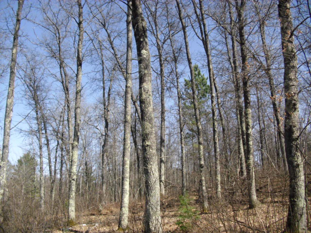 Lot 11 Wind Song Road Tomahawk, WI 54487 - Photo 8 of 13 Gallery Image 8