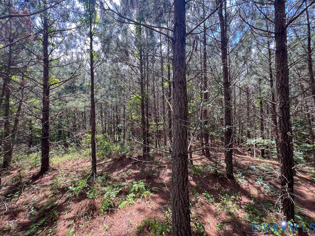 32082 Sparta Road Milford, VA 22514 - Photo 28 of 39 a view of forest
