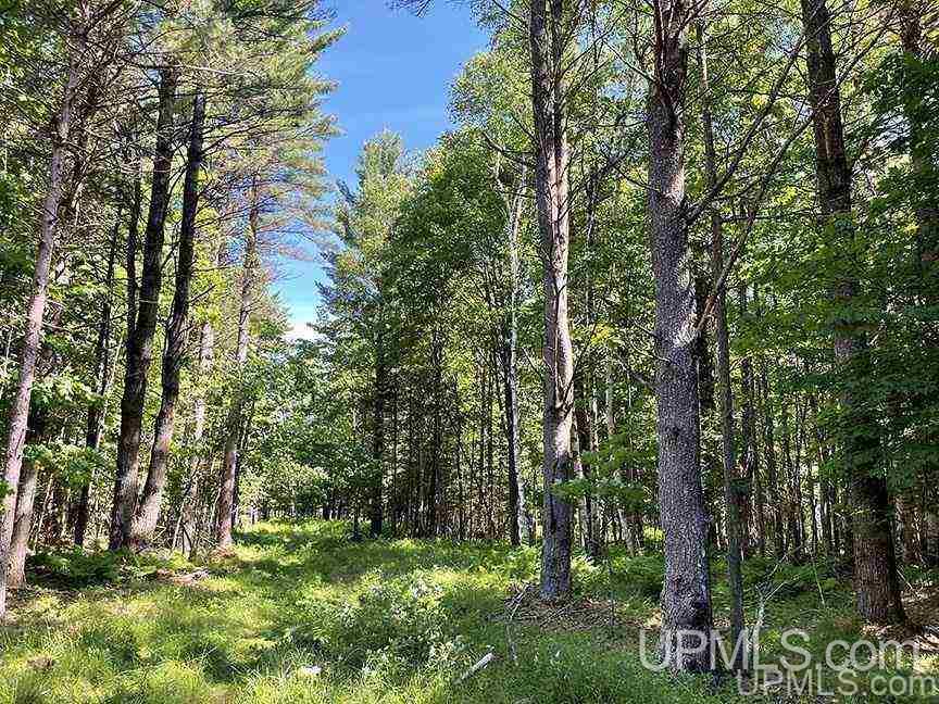 Tbd Chvala Road Manistique, MI 49854 - Photo 19 of 21 Gallery Image 19