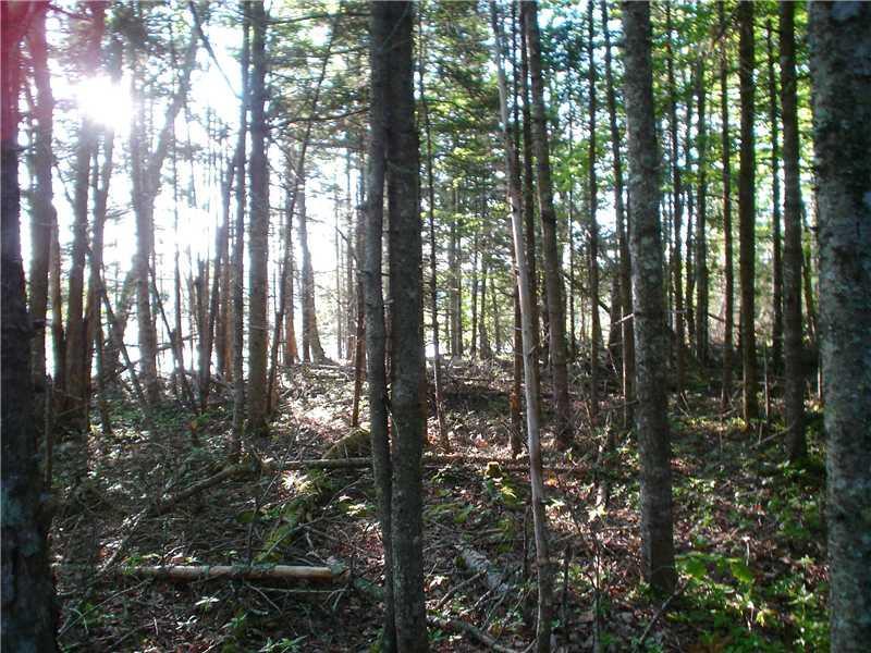 Lot 15-3 North Road Lamoine, ME 04605 - Photo 3 of 4 Land.