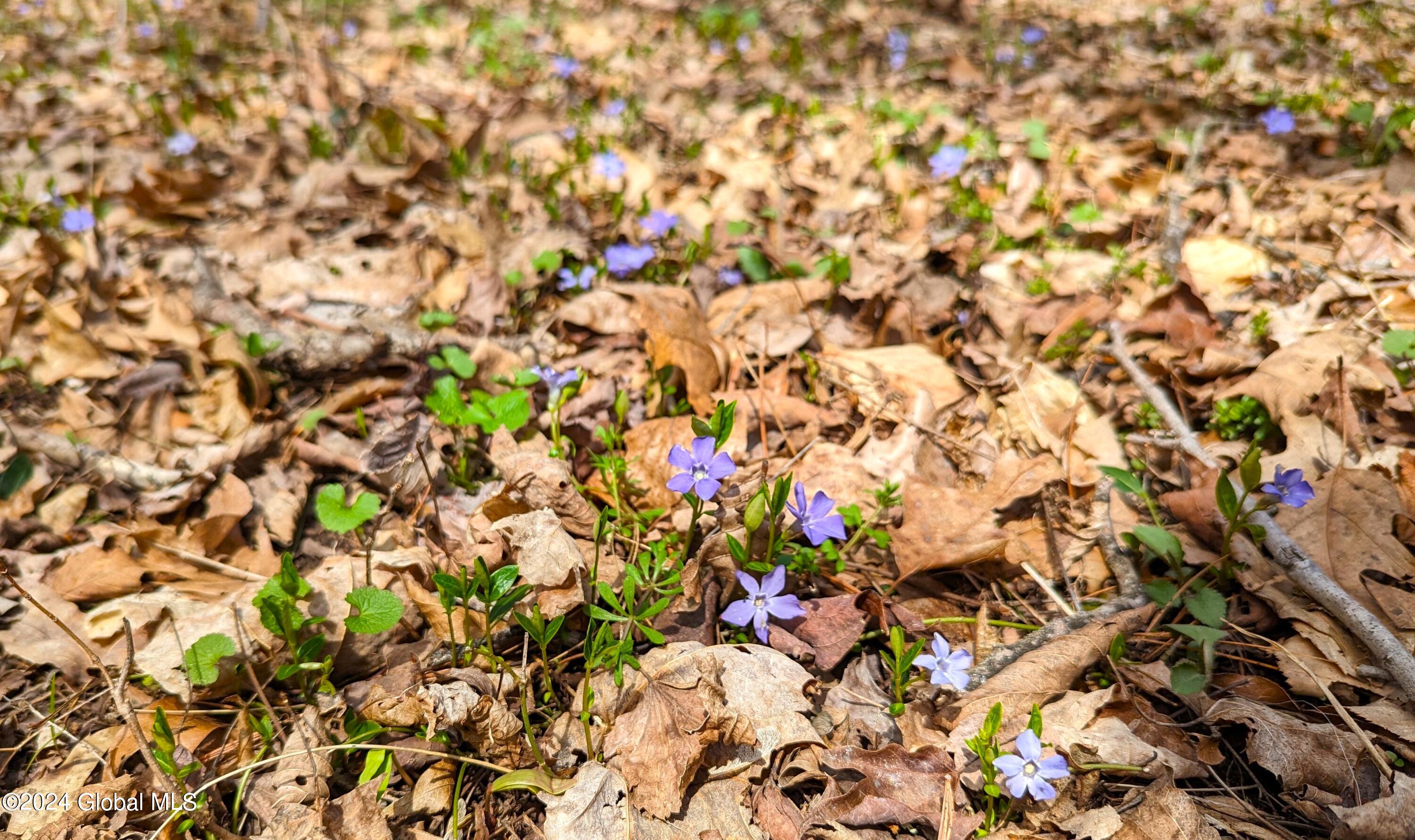 31 Lake Mills Road Cairo, NY 12431 - Photo 16 of 18 Wild Flower Patch