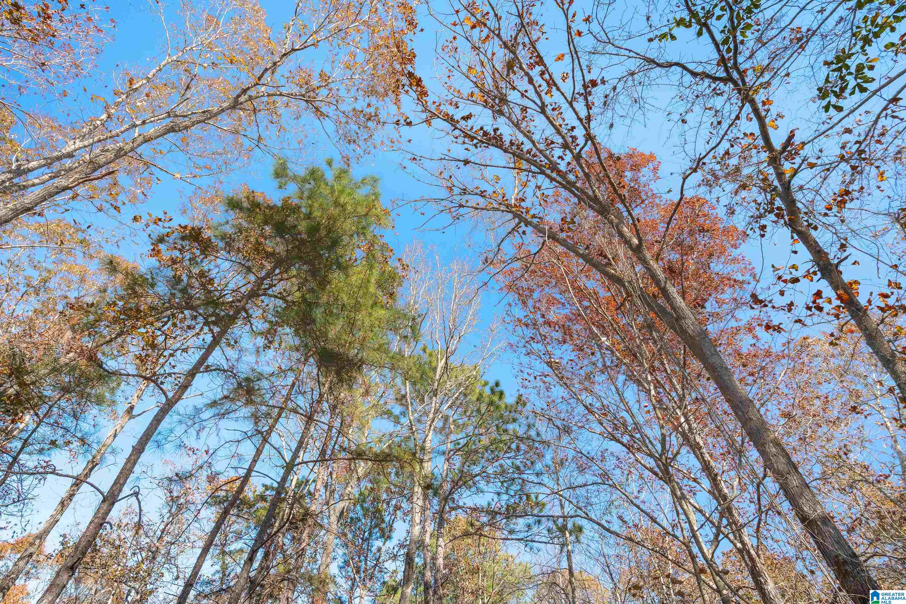 0 Pumpkin Hollow Road Sterrett, AL 35147 - Photo 42 of 55