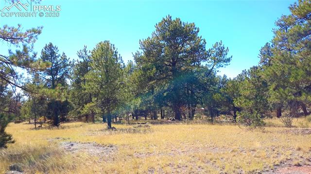 178 Carl Road Guffey, CO 80820 - Photo 11 of 11 Nicely treed. Many big old ponderosa pines.