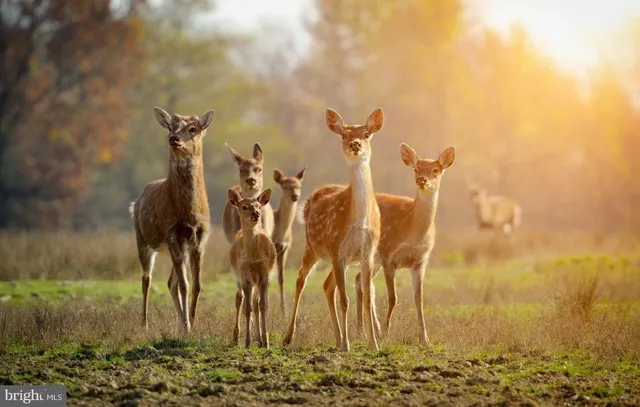 a view of a big yard with large trees