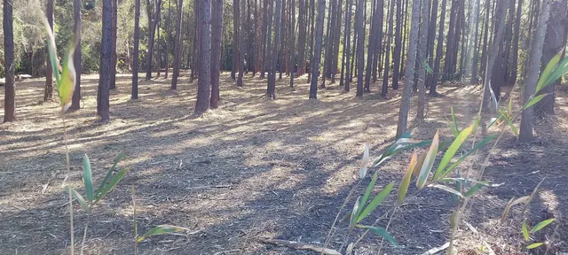 $54,999 | 0 Millers Road, Mullins, SC 29574