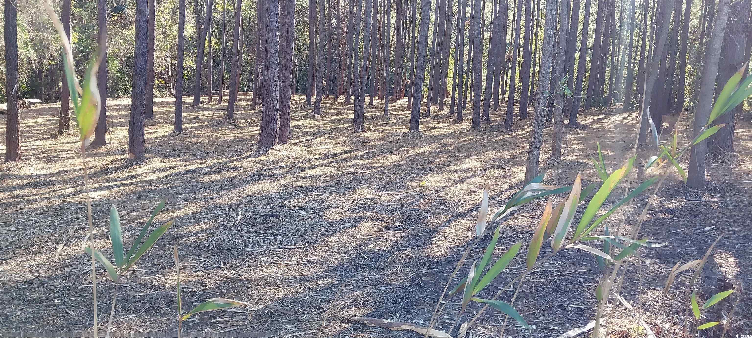 View of local wilderness