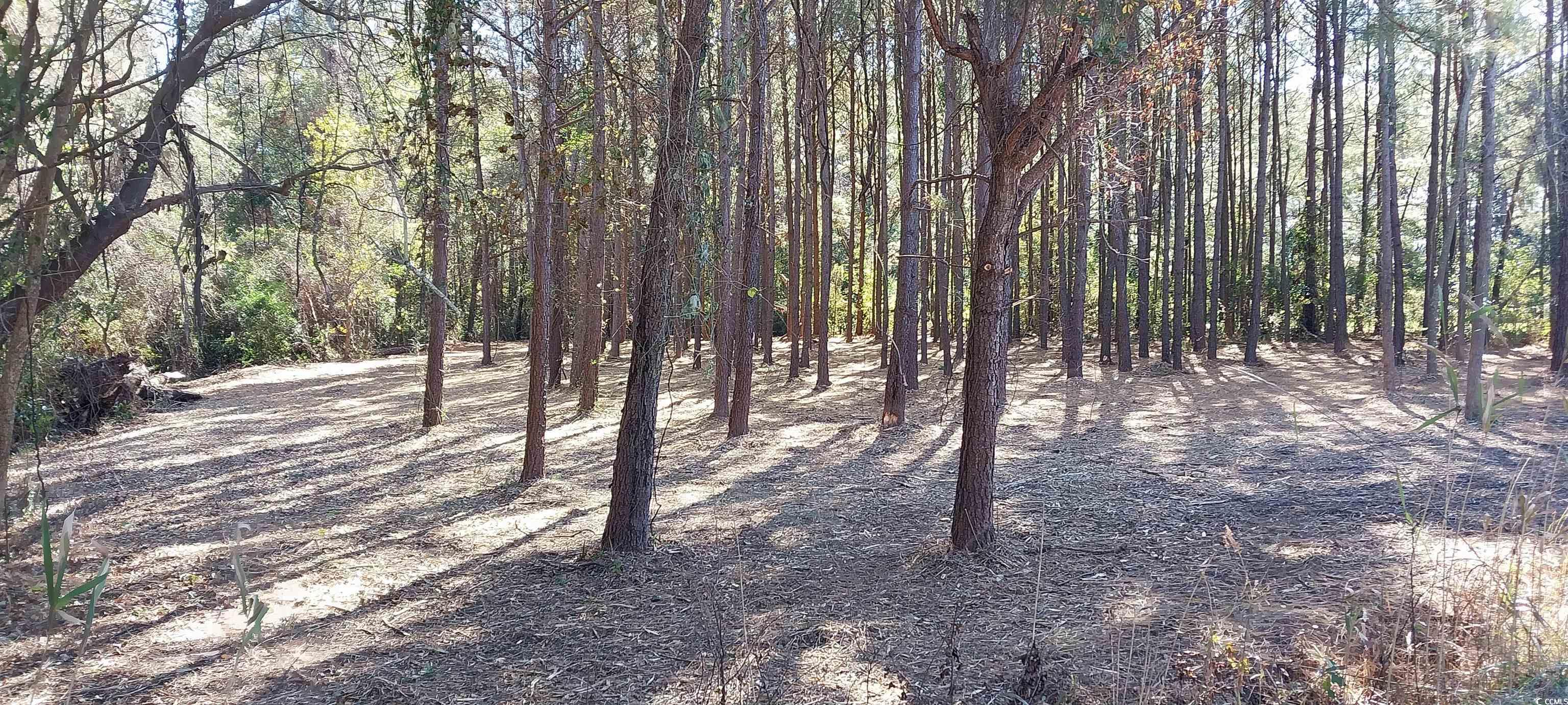 0 Millers Road Mullins, SC 29574 - Photo 4 of 12