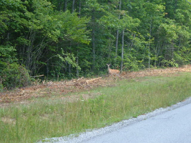 Goosepond Road, Unit 5 Monterey, TN 38574 - Photo 1 of 5 Cumberland Cove