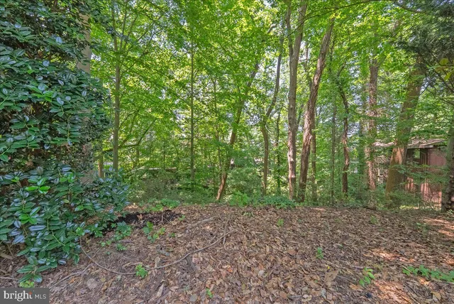 a view of a forest that has large trees