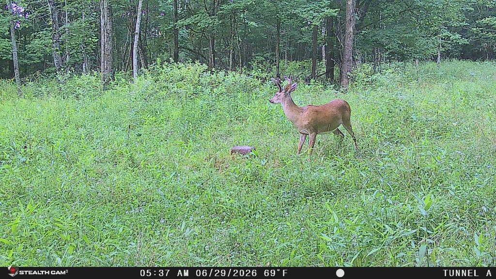 1271 A Tunnel Ridge Road Grayson, KY 41143 - Photo 21 of 134 20260629_102325_C5BDE3