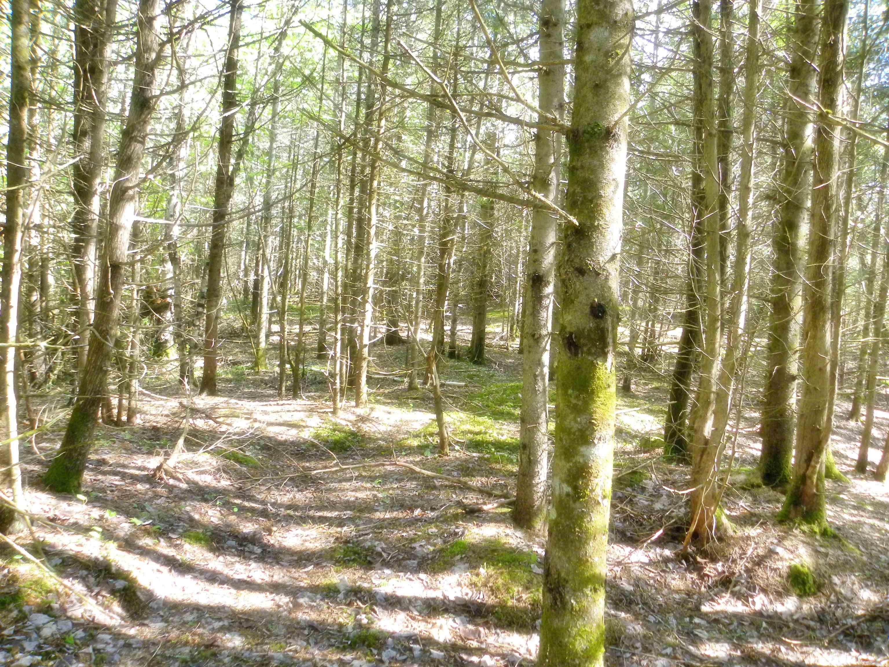 0 Centebar Road Barton, VT 05875 - Photo 7 of 10