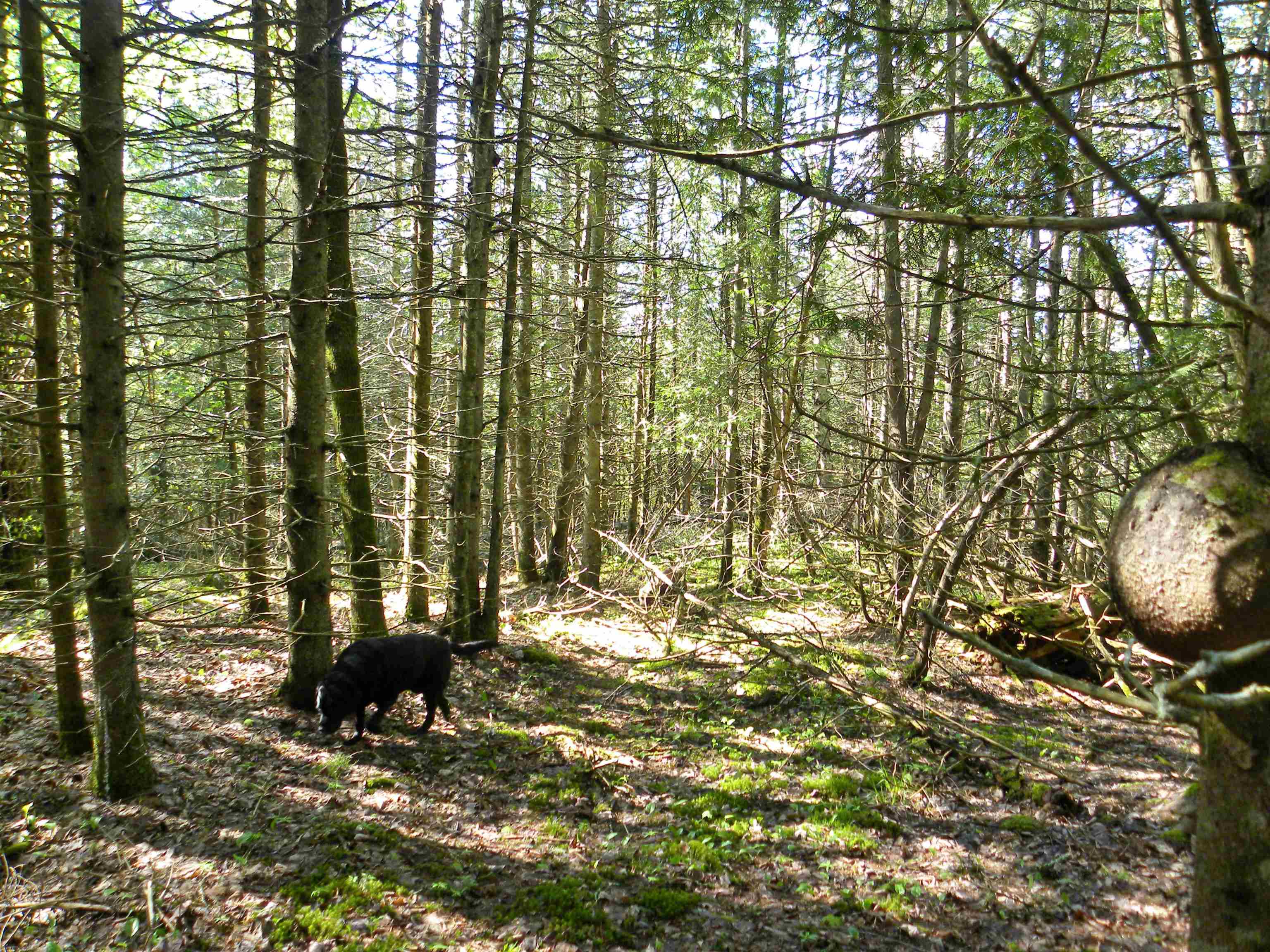 0 Centebar Road Barton, VT 05875 - Photo 8 of 10