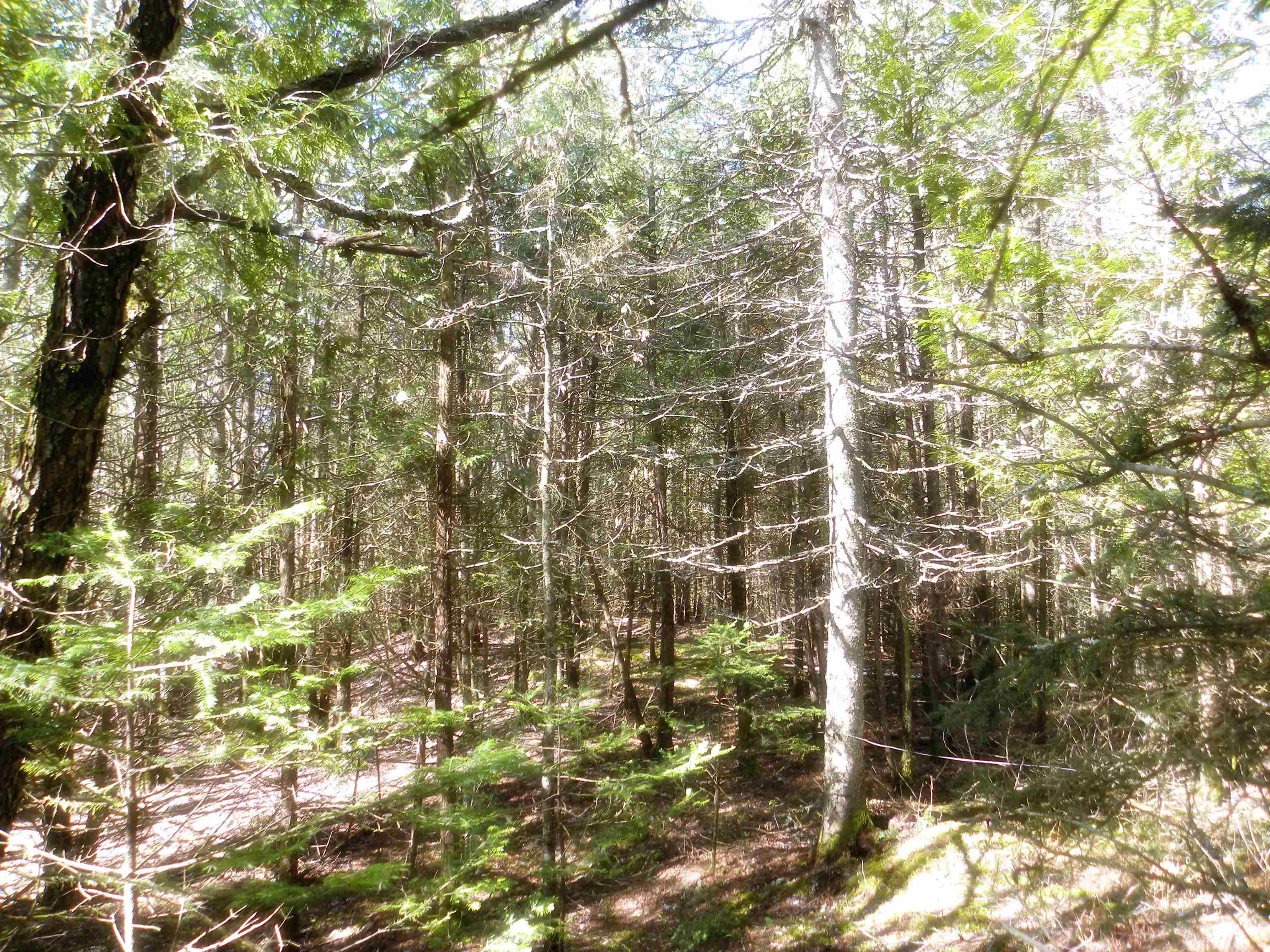 0 Centebar Road Barton, VT 05875 - Photo 10 of 10