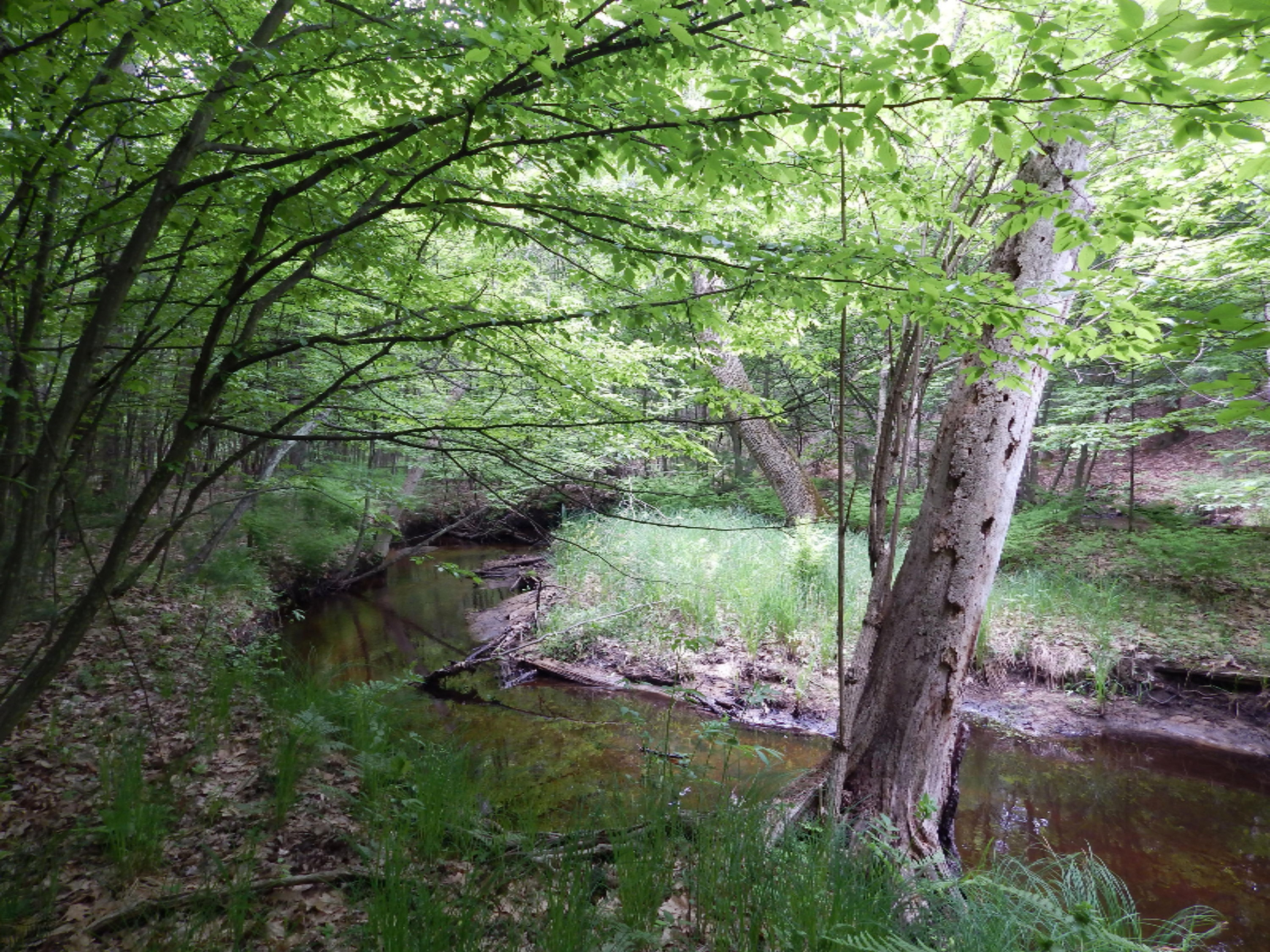 Terpak Road Manistee, MI 49660 - Photo 11 of 30 Winding Creek