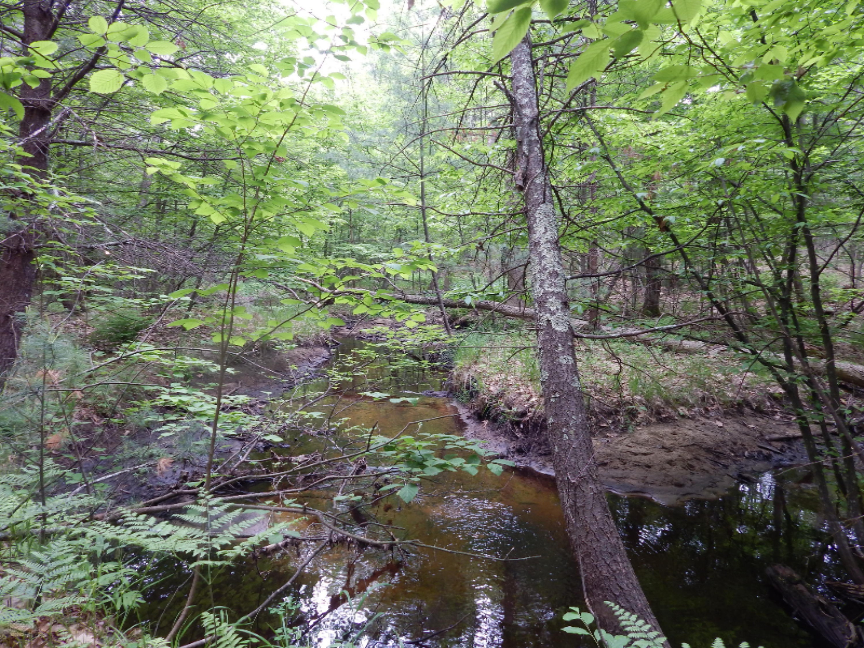 Terpak Road Manistee, MI 49660 - Photo 14 of 30 More creek!