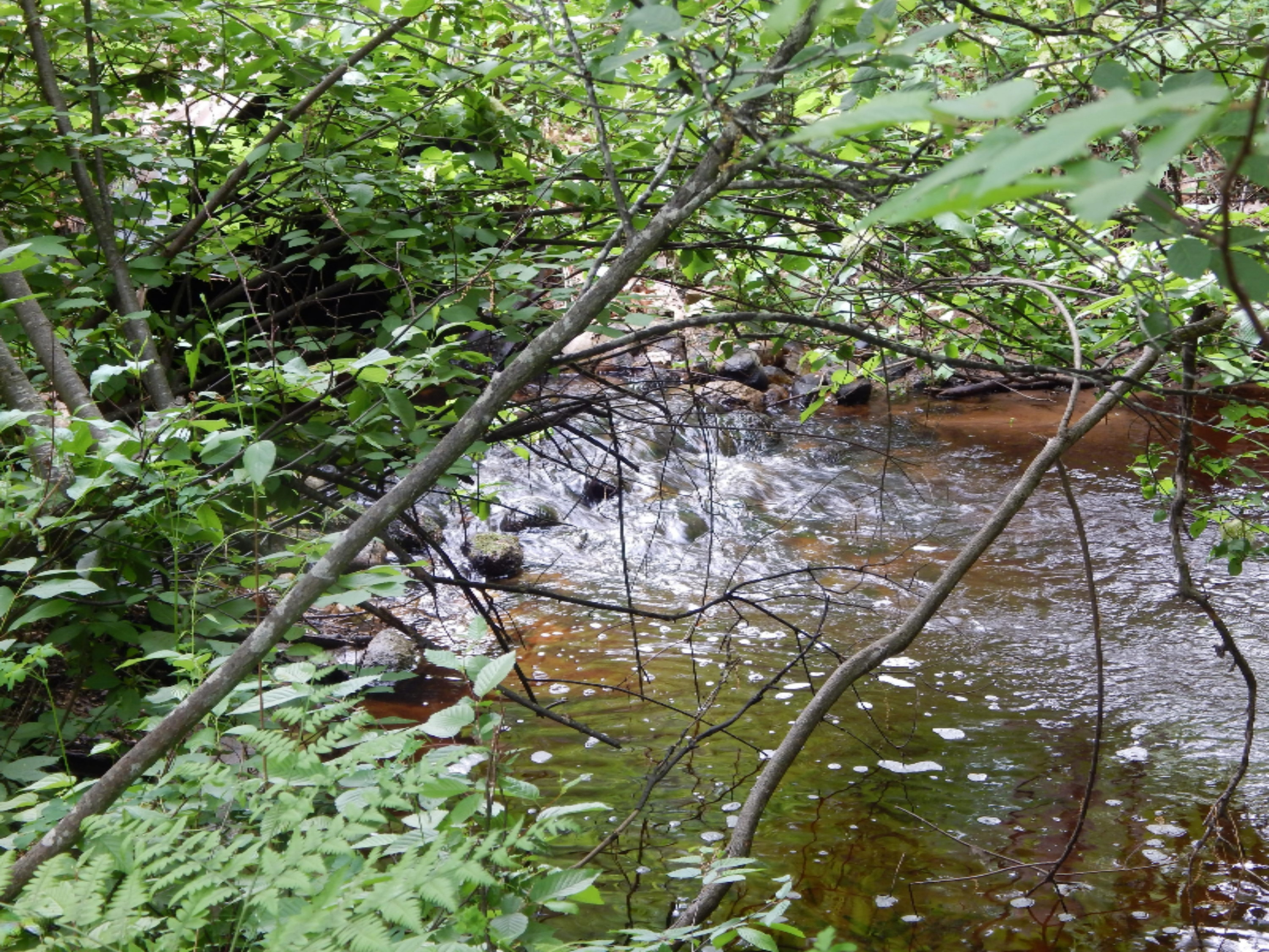 Terpak Road Manistee, MI 49660 - Photo 18 of 30 Another view at culvert