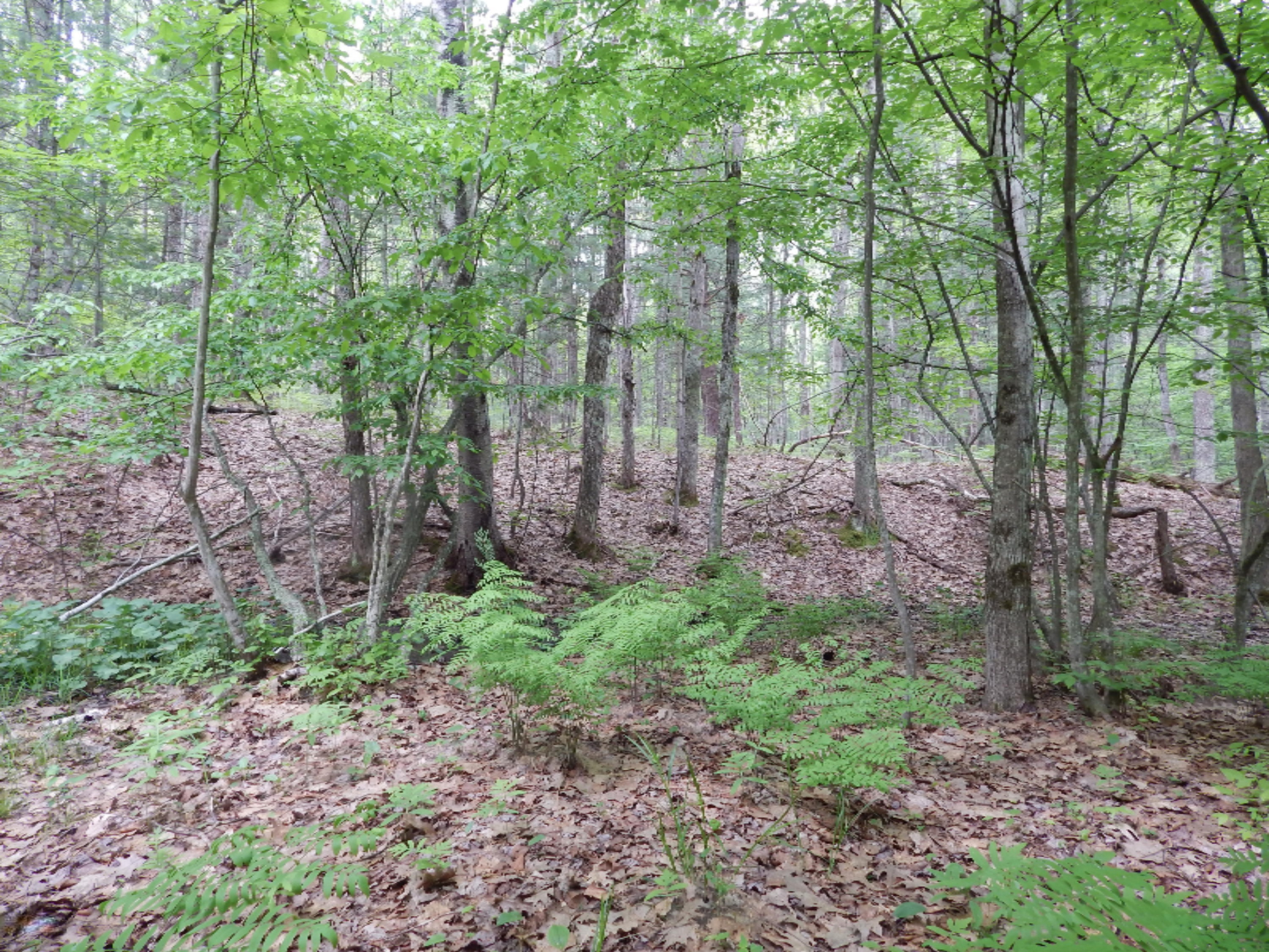 Terpak Road Manistee, MI 49660 - Photo 21 of 30 Rolling Terrain