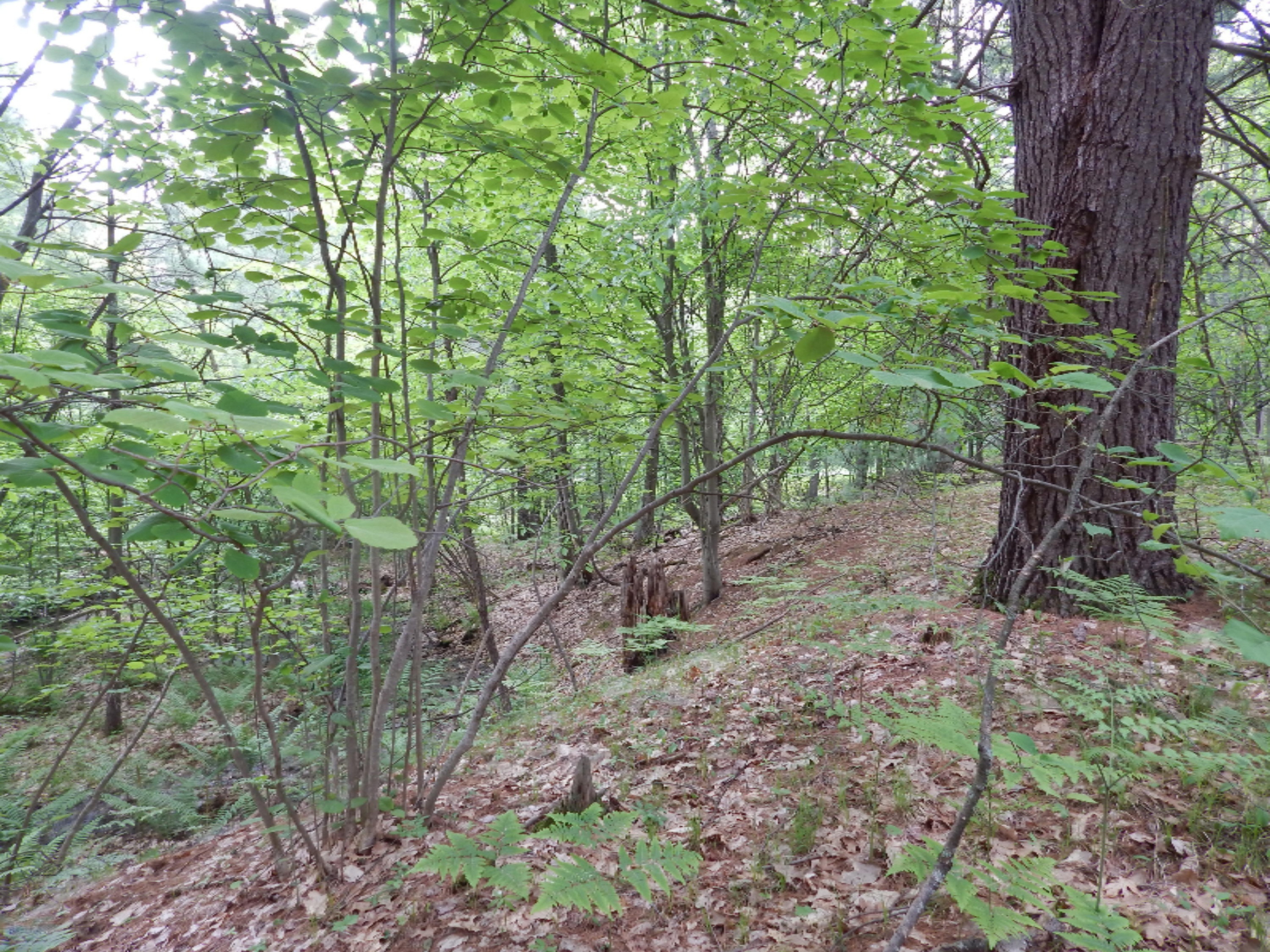 Terpak Road Manistee, MI 49660 - Photo 23 of 30 More varied topography