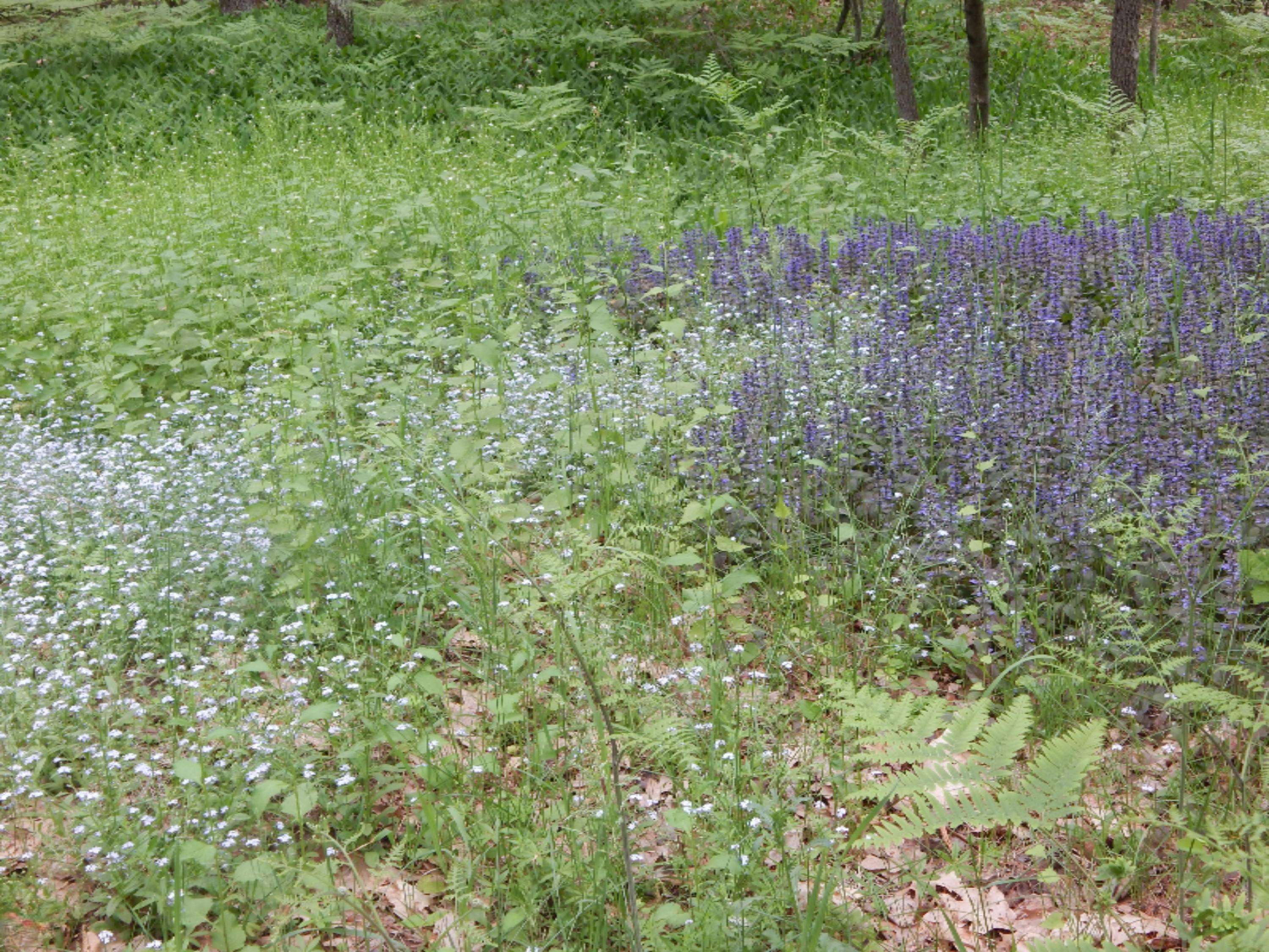 Terpak Road Manistee, MI 49660 - Photo 25 of 30 Variety of flowers and ferns